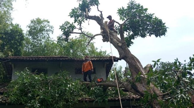 Petugas BPBD Kendal melakukan pembersihkan batang pohon yang tumbang akibat hujan deras disertai es Sabtu (24/9/2022). [Ayosemarang.com/edi prayitno]