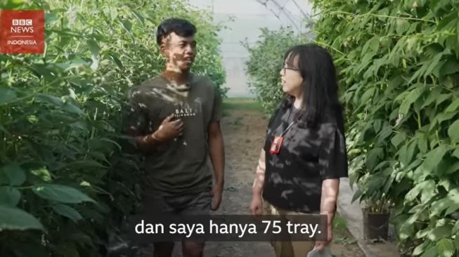 Pekerja Indonesia di Inggris: Berutang Puluhan Juta Demi Memetik Buah