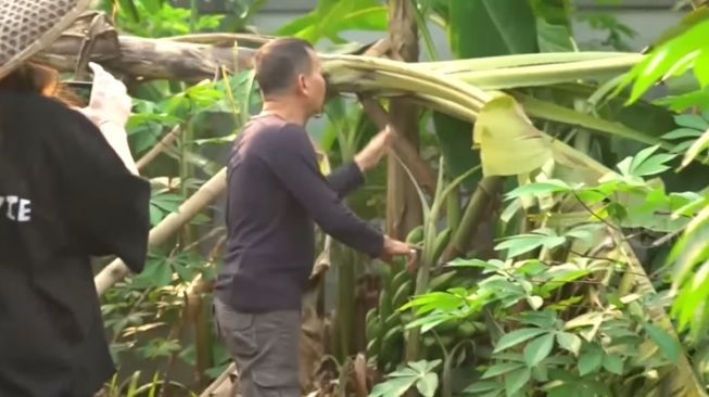 Momen Ayu Ting Ting dan Ayah Ojak berkebun (YouTube/TRANS7 OFFICIAL)