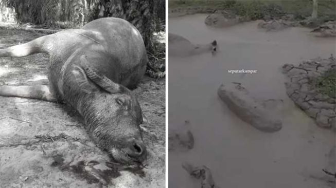 Sejumlah Kerbau Mati Mendadak di Kampar, Ini Kata Dinas Peternakan Riau