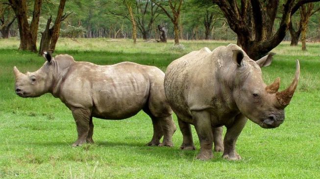 Menelisik Jejak Populasi Badak Kalimantan