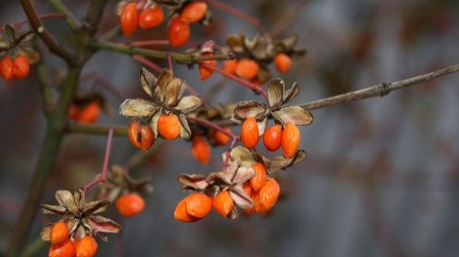 3 Manfaat Buah Goji Berry untuk Kesehatan, Baik untuk Anti Penuaan