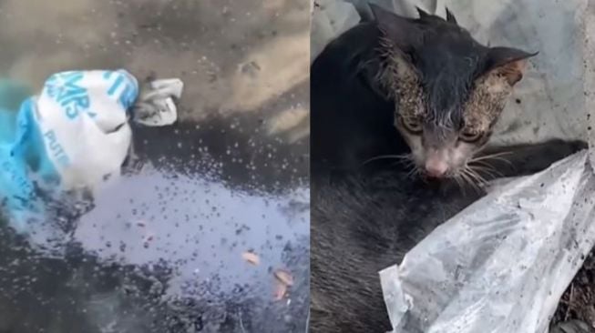 Tolong Kucing yang Dibuang ke Sungai, Aksi Warganet Ini Banjir Pujian