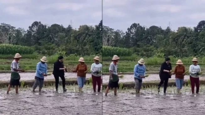 Puan Maharani tanam padi jalan maju bersama petani di sawah. (Twitter/ardianpancaa)