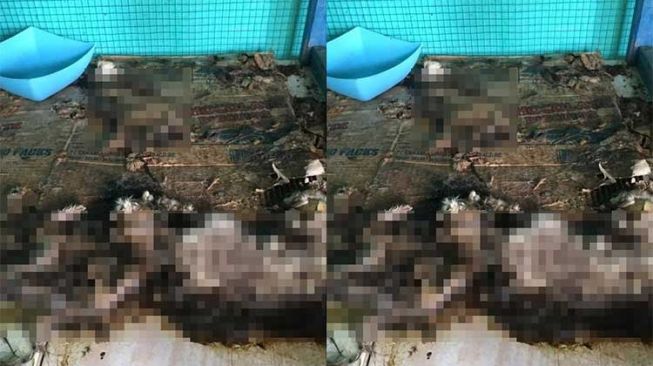 Berturut-turut Tiap Hari, Polisi Usut Fenomena Kucing di Sunter Jakut Mati Misterius