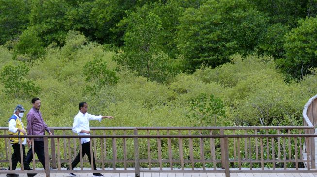 Jelang G20, Jokowi Tinjau Kesiapan Kawasan Mangrove di Bali