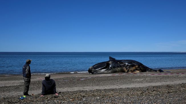 Penjaga hutan melihat melihat Paus Sikat Selatan (Eubalaena australis) yang mati dan terdampar di tepi pantai dekat Puerto Madryn, Provinsi Chubut, Argentina, Rabu (5/10/2022). [Luis ROBAYO/AFP]