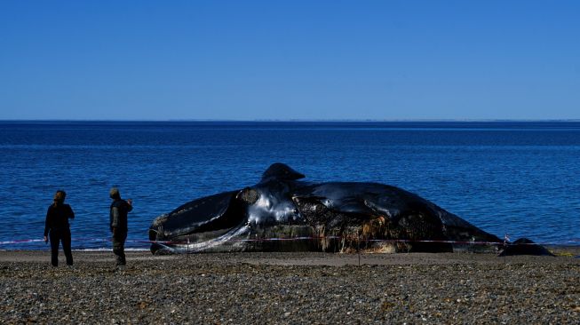 Warga melihat Paus Sikat Selatan (Eubalaena australis) yang mati dan terdampar di tepi pantai dekat Puerto Madryn, Provinsi Chubut, Argentina, Rabu (5/10/2022). [Luis ROBAYO/AFP]