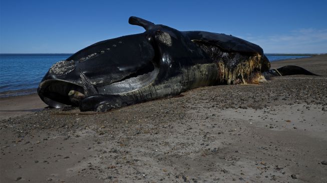 Seekor Paus Sikat Selatan (Eubalaena australis) mati dan terdampar di tepi pantai dekat Puerto Madryn, Provinsi Chubut, Argentina, Rabu (5/10/2022). [Luis ROBAYO/AFP]