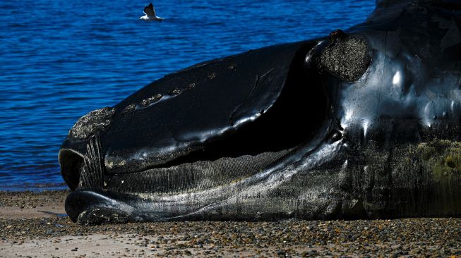 Seekor Paus Sikat Selatan (Eubalaena australis) mati dan terdampar di tepi pantai dekat Puerto Madryn, Provinsi Chubut, Argentina, Rabu (5/10/2022). [Luis ROBAYO/AFP]