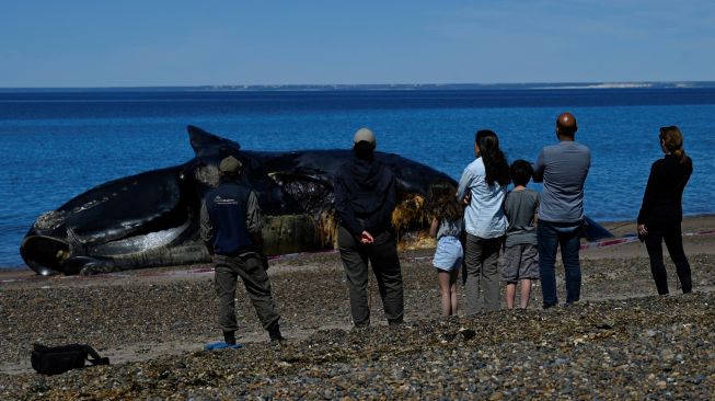 Warga melihat Paus Sikat Selatan (Eubalaena australis) yang mati dan terdampar di tepi pantai dekat Puerto Madryn, Provinsi Chubut, Argentina, Rabu (5/10/2022). [Luis ROBAYO/AFP]