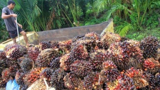 Harga Tandan Buah Segar Kelapa Sawit di Jambi Turun Rp646 per Kilogram