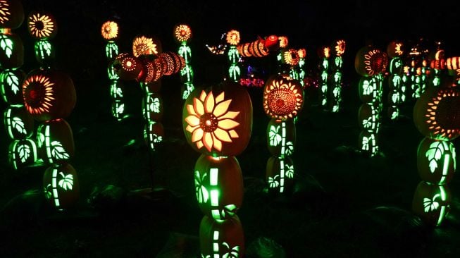 Labu yang diukir berbentuk bunga matahari dipajang di pameran Great Jack O'Lantern Blaze di Van Cortlandt Manor, Croton-on-Hudson, New York, Amerika Serikat, Sabtu (8/10/2022). [Bryan R. Smith / AFP]