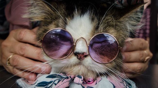 Peserta memakaikan kacamata ke kucing peliharaannya saat mengikuti peragaan busana Happy World Animal Day di Paskal 23 Mal, Bandung, Jawa Barat, Minggu (9/10/2022). [ANTARA FOTO/Novrian Arbi/foc]