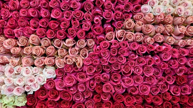 Pemandangan bunga mawar yang ditampilkan dalam pameran Expo Flor Ekuador 2022 di Metropolitan Convention Center, Quito, ekuador, Jumat (7/10/2022). [RODRIGO BUENDIA / AFP]