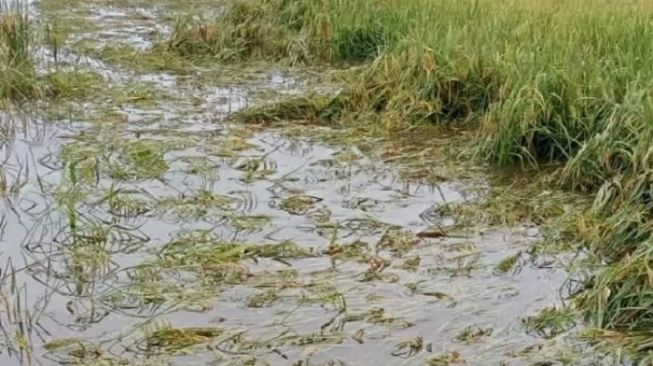 Tolong! Ratusan Hektare Tanaman Padi di Aceh Tamiang Terancam Mati, Ini Penyebabnya