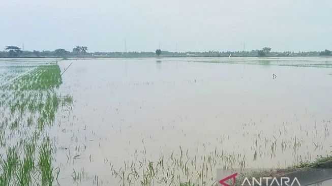 Sawah dan Lahan Cabai Terendam Banjir, Petani di Aceh Utara Rugi Rp32 Miliar