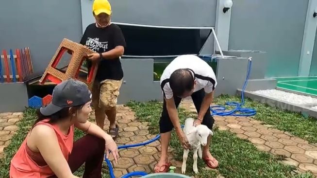 Potret Ayah Ojak Mandikan Kambing Kesayangan Ayu Ting Ting (YouTube/TRANS7 OFFICIAL)