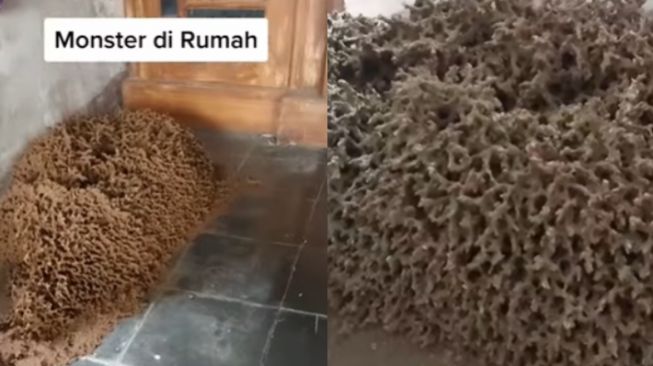 Potret Gundukan Aneh di Pojokan Rumah Viral, Bikin Warganet Bergidik Ngeri