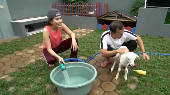 Potret Ayah Ojak Mandikan Kambing Kesayangan Ayu Ting Ting (YouTube/TRANS7 OFFICIAL)