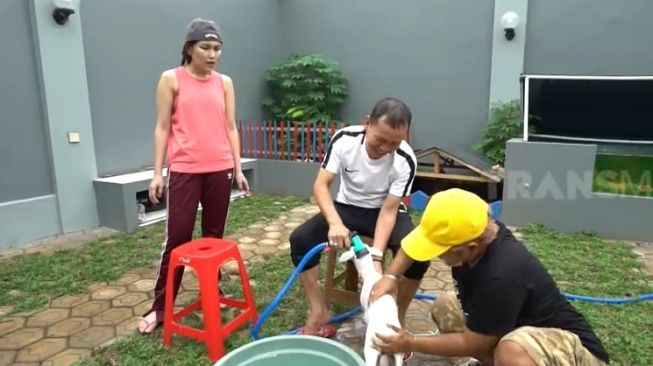 Potret Ayah Ojak Mandikan Kambing Kesayangan Ayu Ting Ting (YouTube/TRANS7 OFFICIAL)