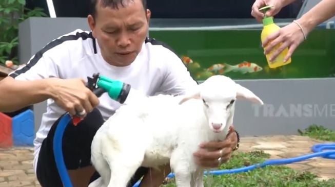 Potret Ayah Ojak Mandikan Kambing Kesayangan Ayu Ting Ting (YouTube/TRANS7 OFFICIAL)