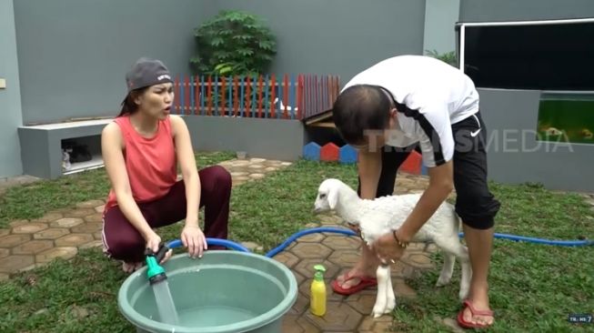 Potret Ayah Ojak Mandikan Kambing Kesayangan Ayu Ting Ting (YouTube/TRANS7 OFFICIAL)