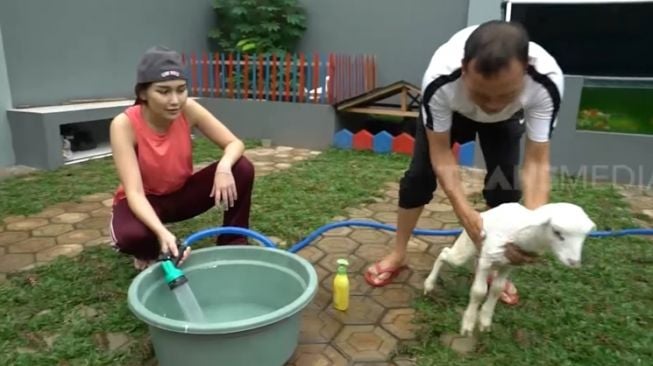 Potret Ayah Ojak Mandikan Kambing Kesayangan Ayu Ting Ting (YouTube/TRANS7 OFFICIAL)