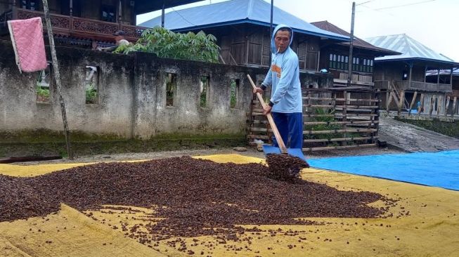 Hama Penggerek Serang Buah Kopi di Tanggamus, Dampaknya Kualitas Menurun