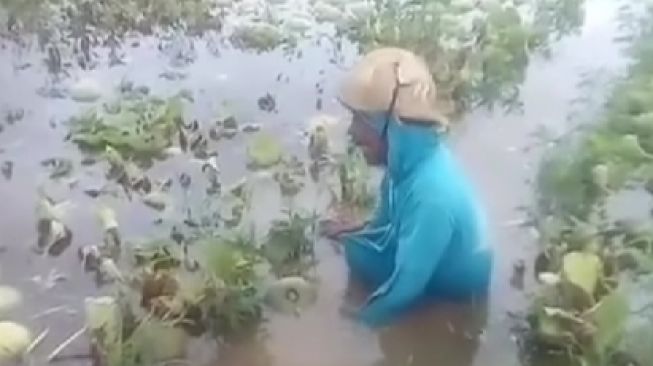 Pecah Tangis Petani Melon Ratapi Lahan Garapan Terendam Banjir: Semoga Allah Ganti dengan Rezeki yang Lebih Baik