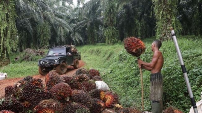 Pekebun Benua Etam Bakal Senang, Harga TBS Kaltim Masuk Fase Stabil