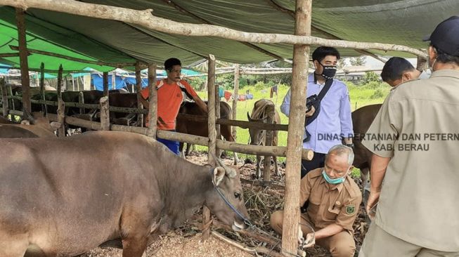 Cegah Penularan Kasus PMK, Distanak Berau Gencarkan Vaksinasi