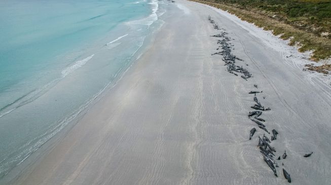 Penampakan ratusan bangkai paus pilot yang terdampar di pantai barat Kepulauan Chatham, Selandia Baru, Sabtu (8/10/2022). [TAMZIN HENDERSON / COURTESY OF TAMZIN HENDERSON / AFP]