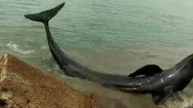 Warga Bantu Dorong Ikan Paus yang Terdampar di Pantai Desa Muara Gadingmas: Kasihan Daripada Mati