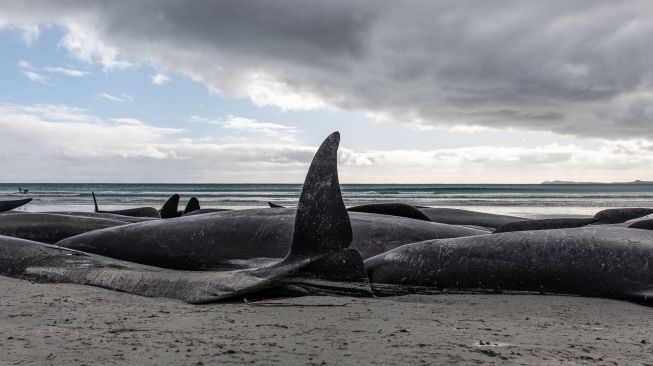 Penampakan puluhan bangkai paus pilot yang terdampar di pantai barat Kepulauan Chatham, Selandia Baru, Sabtu (8/10/2022). [TAMZIN HENDERSON / COURTESY OF TAMZIN HENDERSON / AFP]