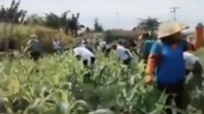 Viral Video Keluarga Petani Menangis Tanaman Jagungnya Dibabat SPBUN PTPN IV, Susi Pudjiastuti Colek Presiden Jokowi