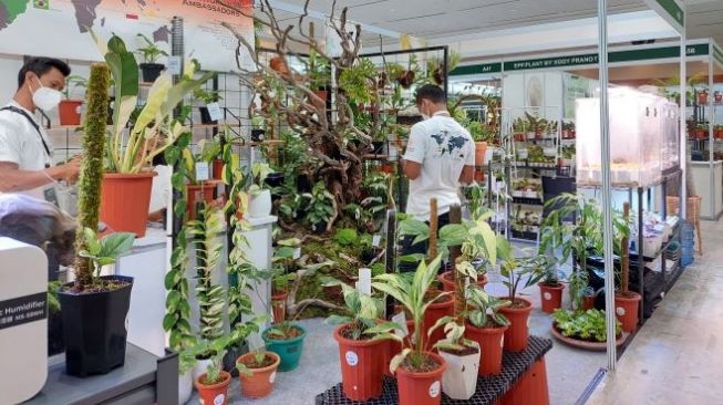 Tanaman hias di Pameran Floriculture Indonesia International (Floii) Convex 2022. (Lilis/Suara.com)