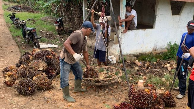 Harga Sawit Petani Swadaya Riau Naik Pekan Ini, Dibayar Rp2.470 per Kg