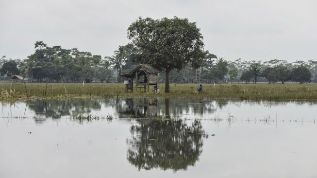 Lahan pertanian terendam banjir di Desa Ciganjeng, Kecamatan Padaherang, Kabupaten Pangandaran, Jawa Barat, Selasa (18/10/2022).  ANTARA FOTO/Adeng Bustomi