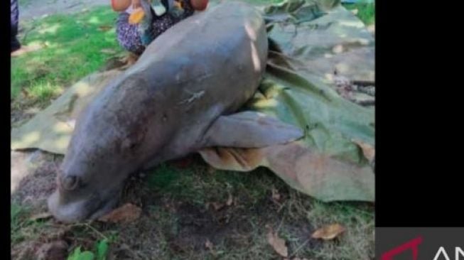 Tak Tahu Langka, Seekor Dugong Mati Malah Dijadikan Lauk di Pesta Pernikahan di Natuna