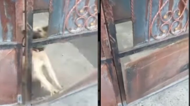 Lagi Antar Paket, Kurir Ini Dikagetkan Anjing Sampai Pagar Rusak