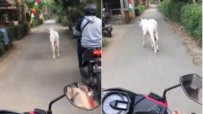 Anak Sapi Lepas ke Jalanan, Pengendara Motor Ini Kebingungan Nyalip