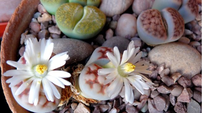 Mengenal Lithops si 'Batu Hidup' yang Berbunga, Tertarik Memelihara?