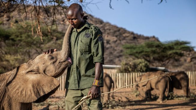 Penjaga membelai anak gajah di Suaka Gajah Reteti di Namunyak Wildlife Conservancy, Samburu, Kenya, Rabu (12/10/2022). [Luis Tato / AFP]
