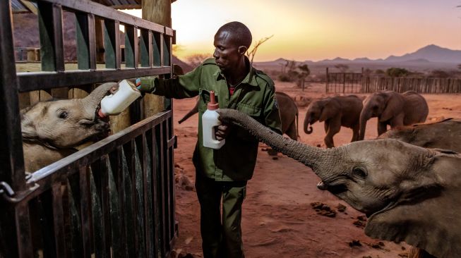 Seorang penjaga memberikan susu kepada anak-anak gajah di Suaka Gajah Reteti di Namunyak Wildlife Conservancy, Samburu, Kenya, Rabu (12/10/2022). [Luis Tato / AFP]