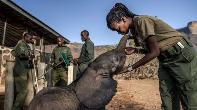 Penjaga membelai anak gajah di Suaka Gajah Reteti di Namunyak Wildlife Conservancy, Samburu, Kenya, Rabu (12/10/2022). [Luis Tato / AFP]