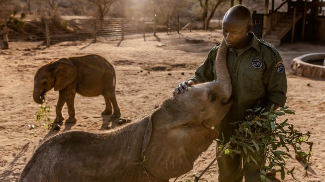  Penjaga membelai anak gajah di Suaka Gajah Reteti di Namunyak Wildlife Conservancy, Samburu, Kenya, Rabu (12/10/2022). [Luis Tato / AFP]