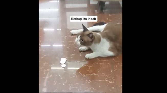 Berharap Dapat Makanan justru Diberi Uang Receh, Ekspresi Bete Kucing Ini Bikin Ngakak