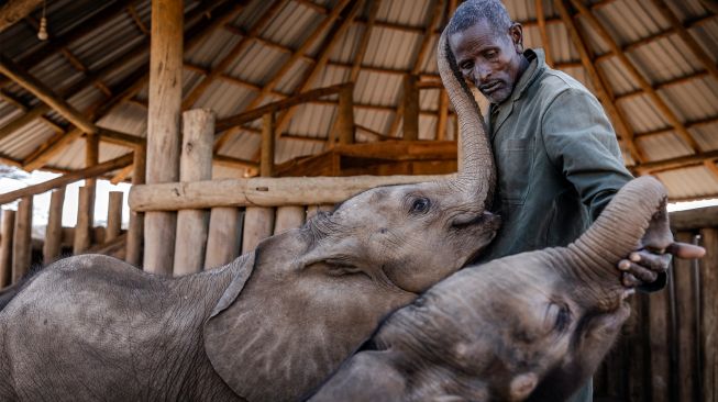 Penjaga gajah Kiapi Lakupanai bermain dengan dua ekor anak gajah di Suaka Gajah Reteti di Namunyak Wildlife Conservancy, Samburu, Kenya, Rabu (12/10/2022). [Luis Tato / AFP]