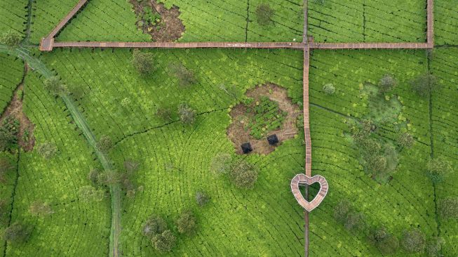 Foto udara suasana wisata alam Kebun Teh Tambi Sikatok di Dusun Sikatok, Desa Sigedang, Kecamatan Kejajar, Kabupaten Wonosobo, Jawa Tengah, Sabtu (22/10/2022). [ANTARA FOTO/Aji Styawan/aww]